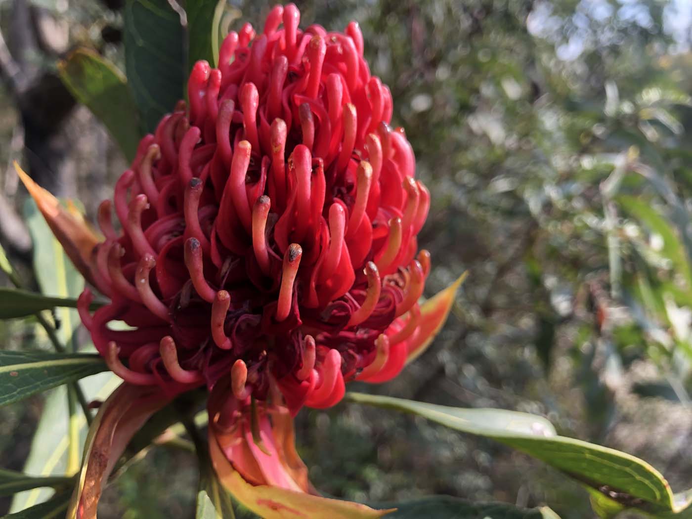 Grand canyon cliff top popes glen (51)