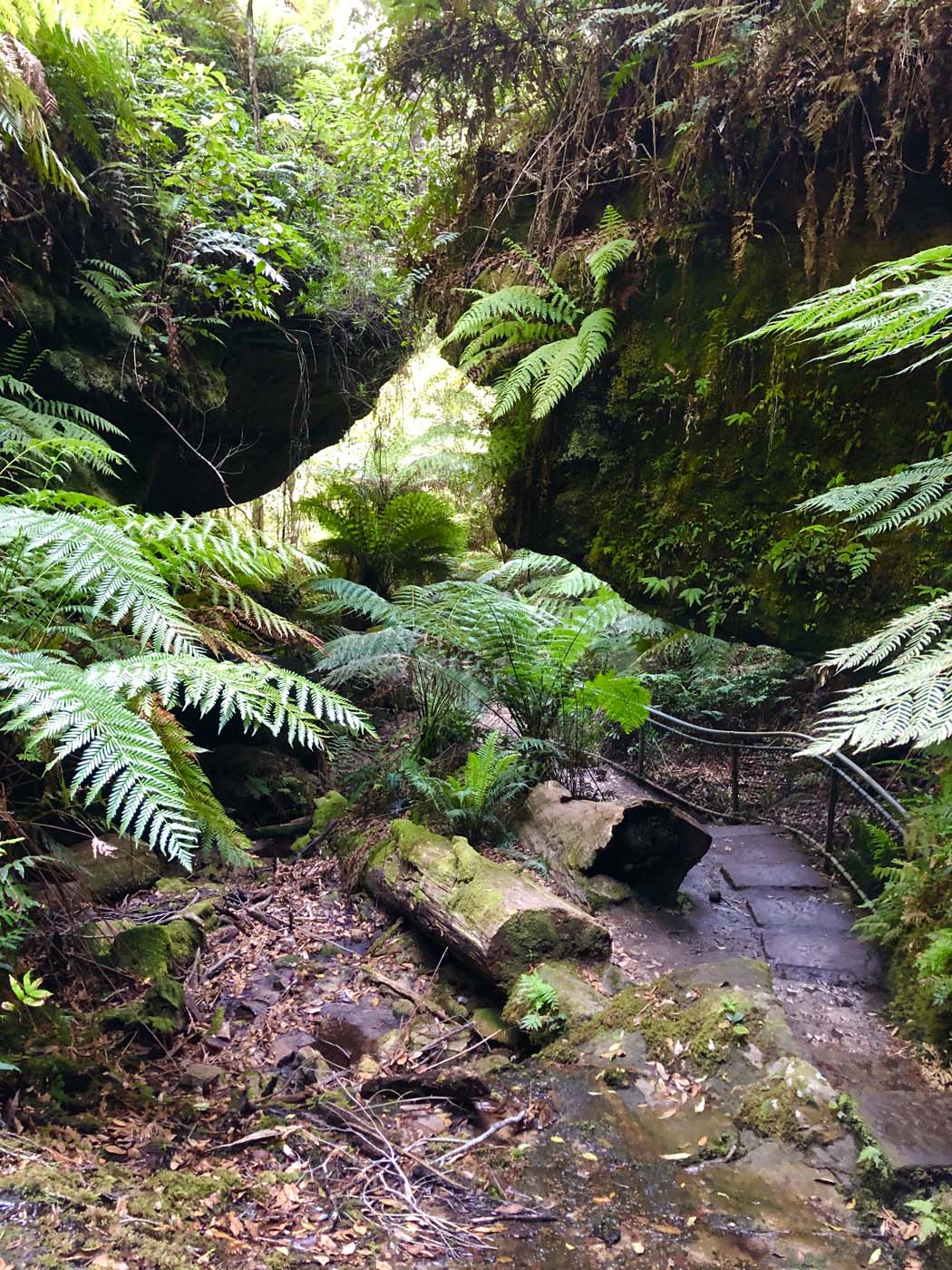 Grand canyon cliff top popes glen (8)