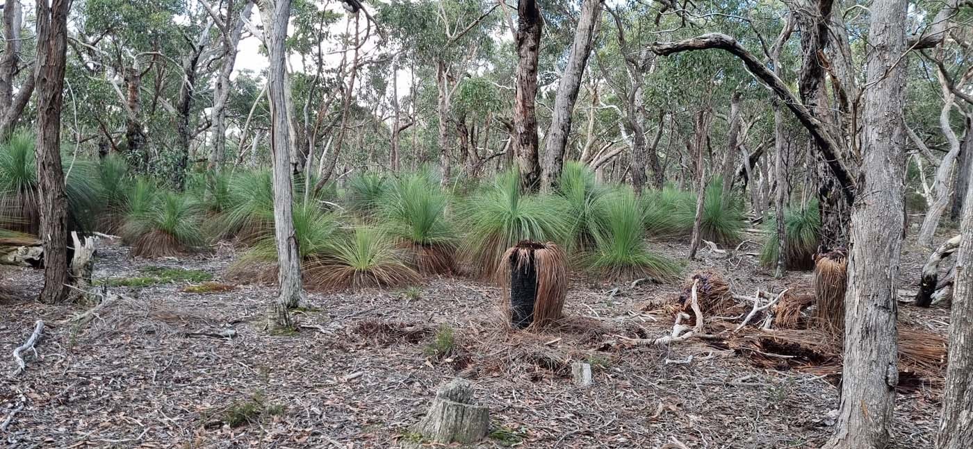 Grass tree walk (2)