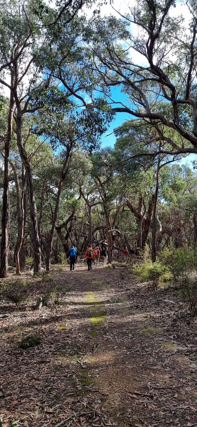 Grass tree walk (3)