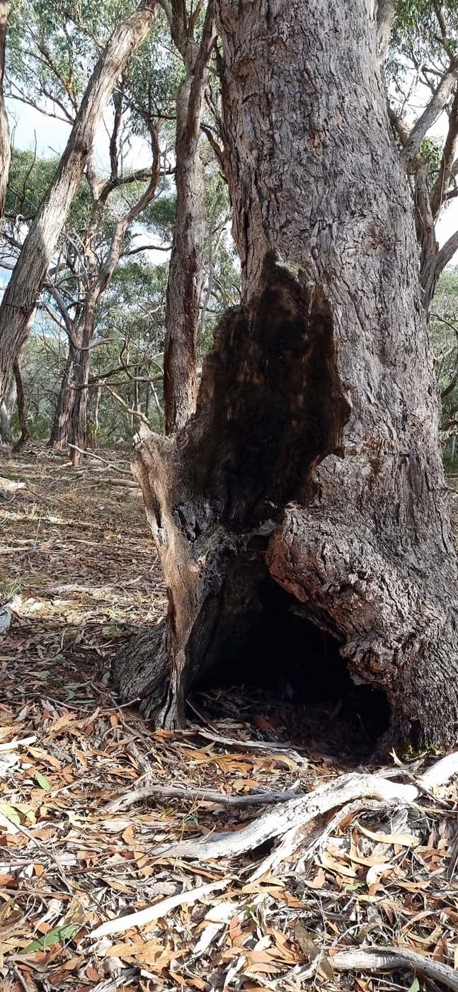 Grass tree walk (4)