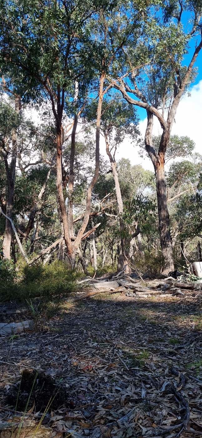 Grass tree walk (5)