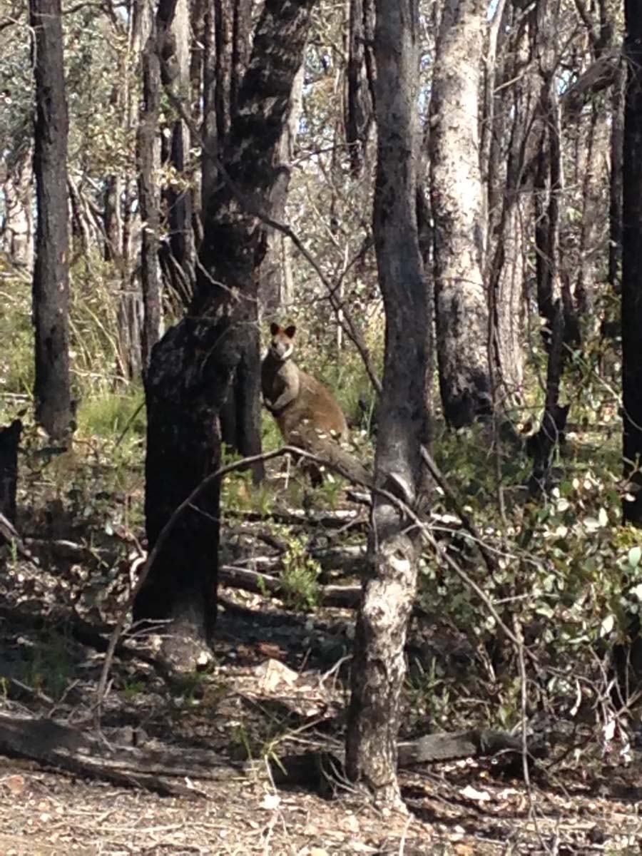 Great dividing trail dry diggings track 12