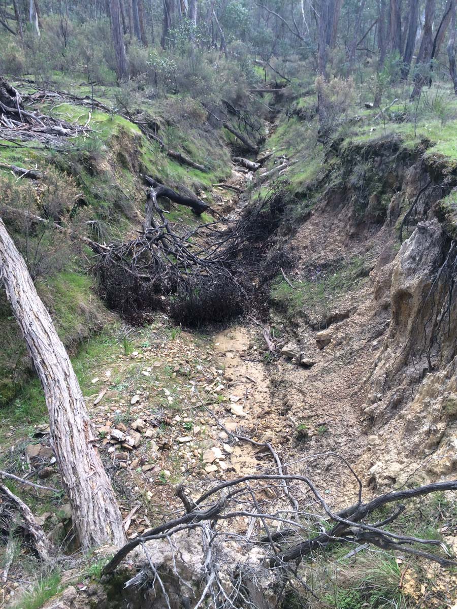 Great dividing trail dry diggings track 3