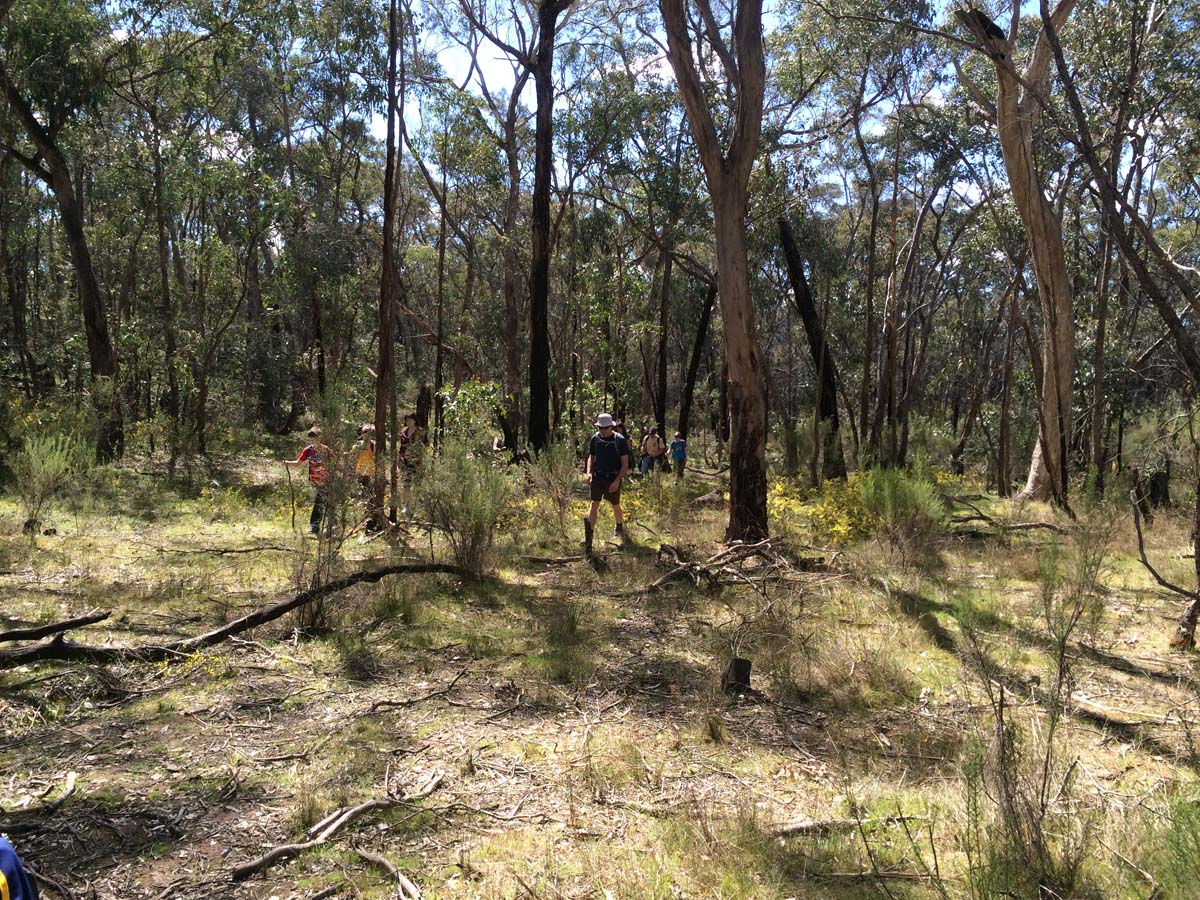 Great dividing trail dry diggings track 8