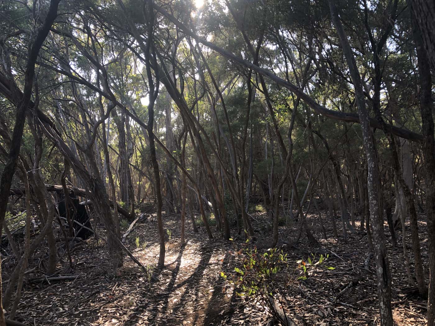 Hanson bay hike (1)