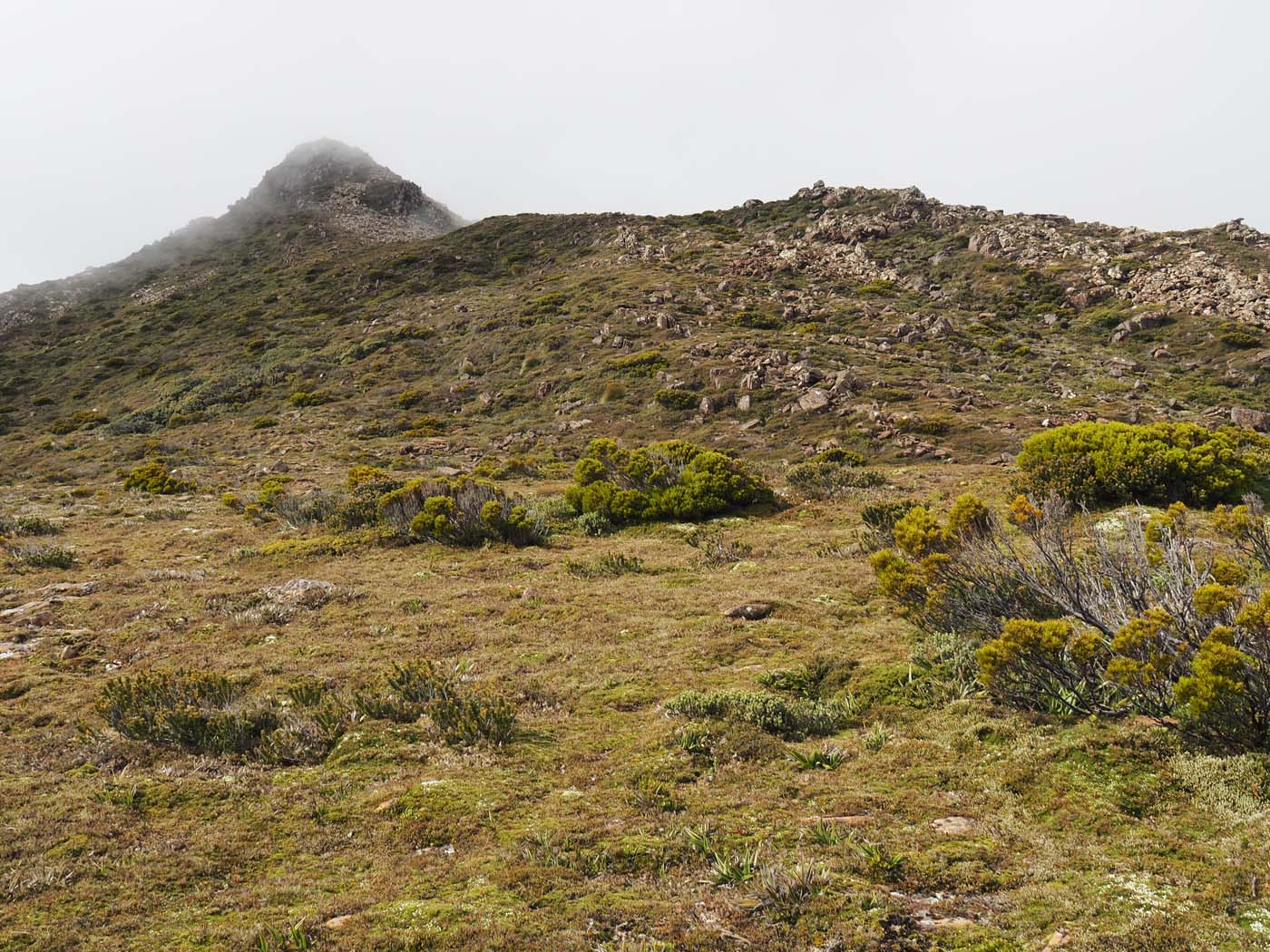 Hartz pass hike (22)