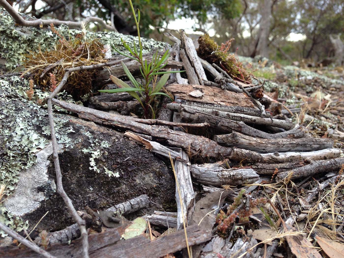 Hiking with kids (14)