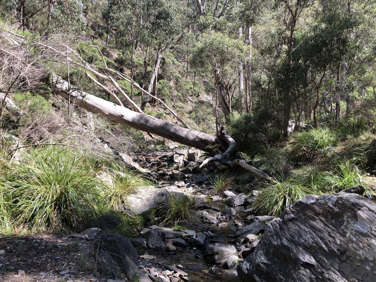 Hogan track & old river hike 45
