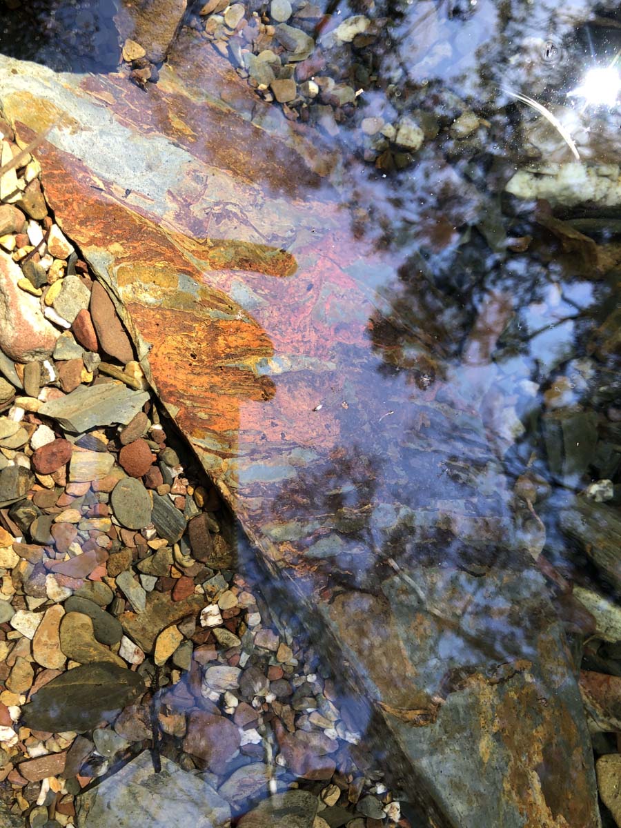 Hogan track & old river hike 59