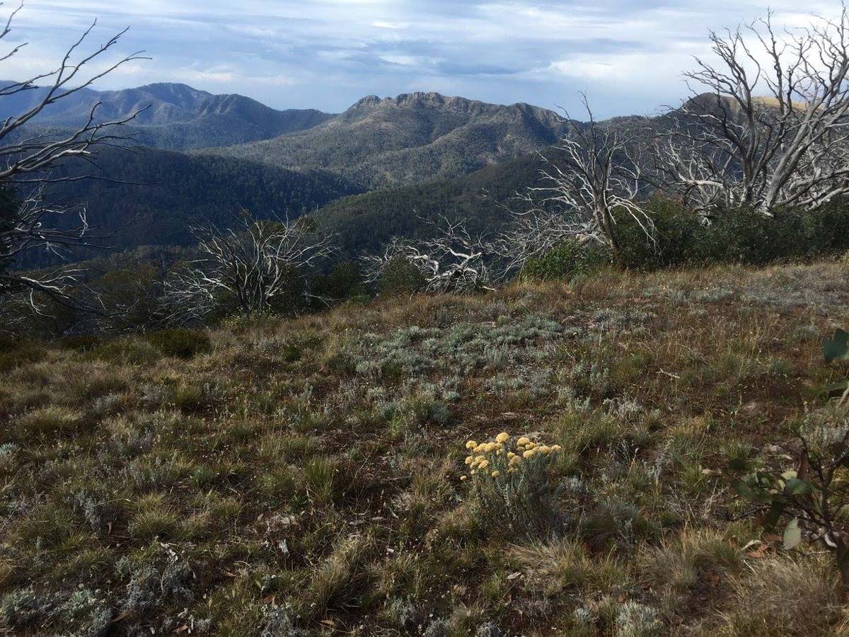 Howitt & helicopter spur hike 18