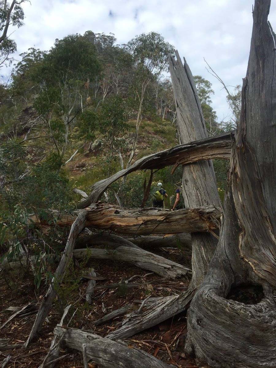 Howitt & helicopter spur hike 23