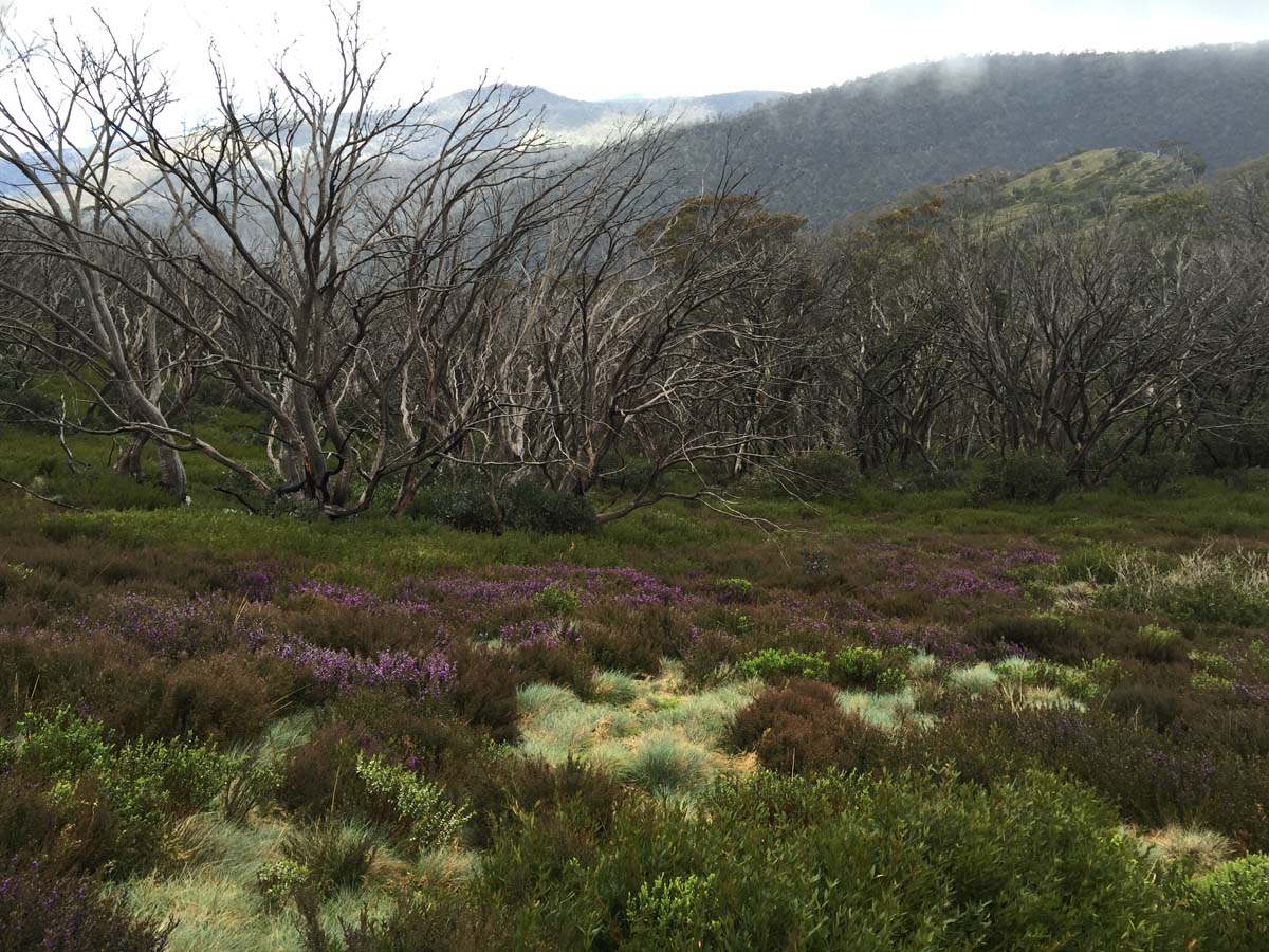 Howitt & the high country hike 10