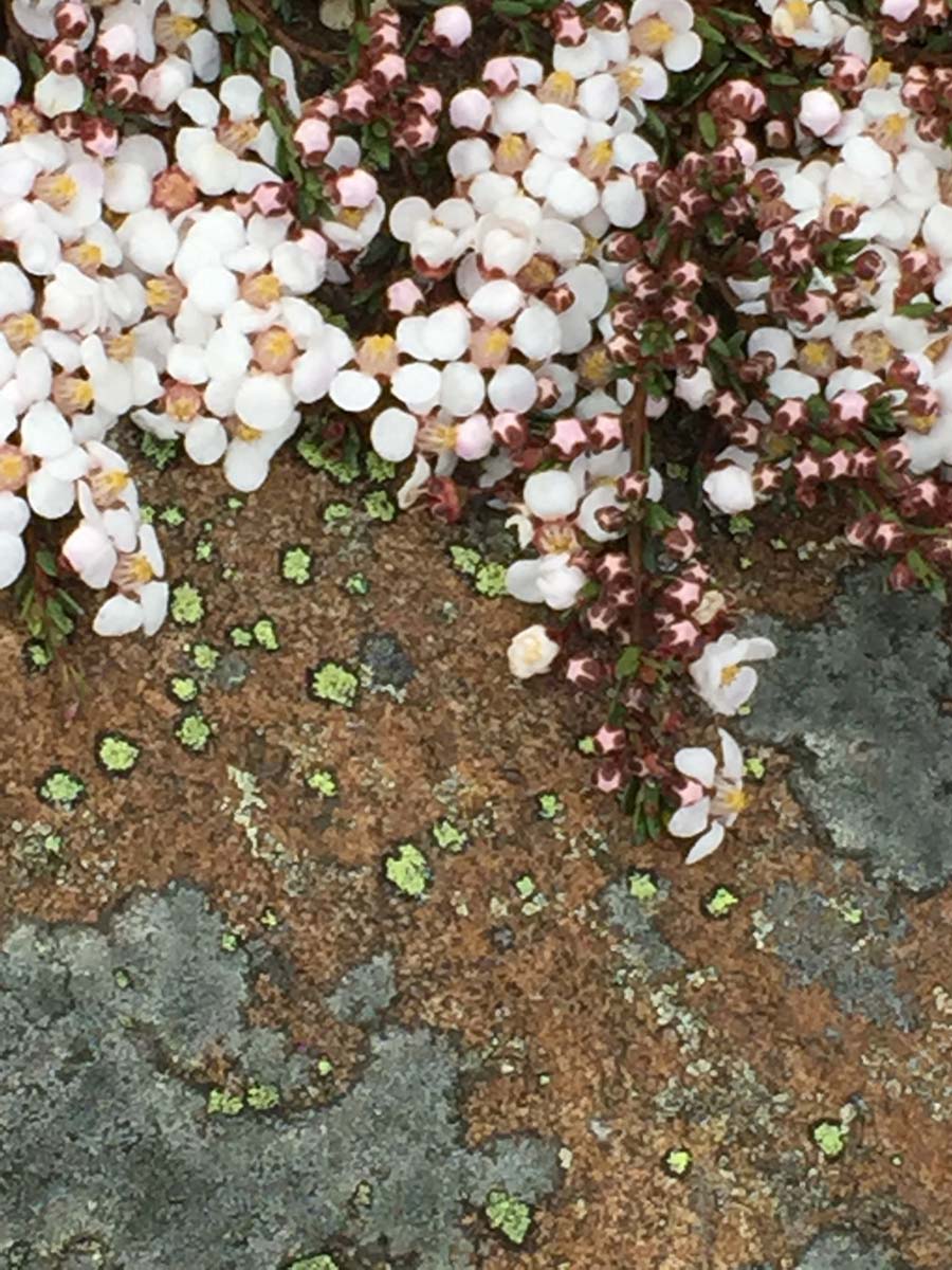 Howitt & the high country hike 32