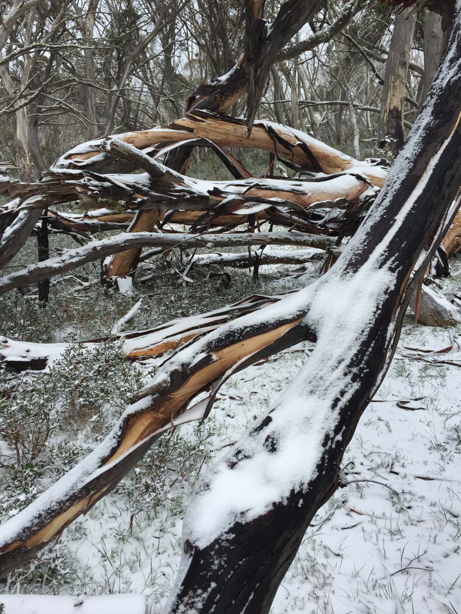 Howitt & the high country hike 38