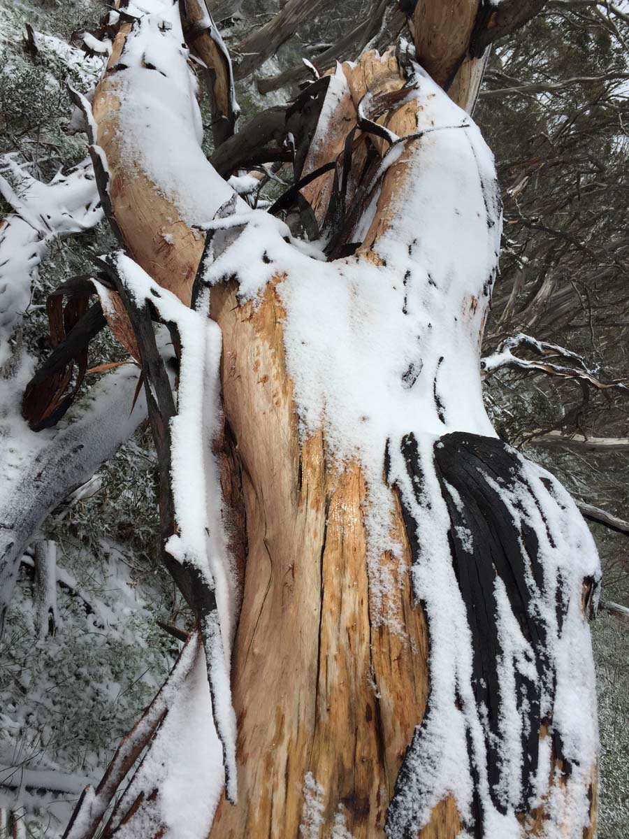 Howitt & the high country hike 39