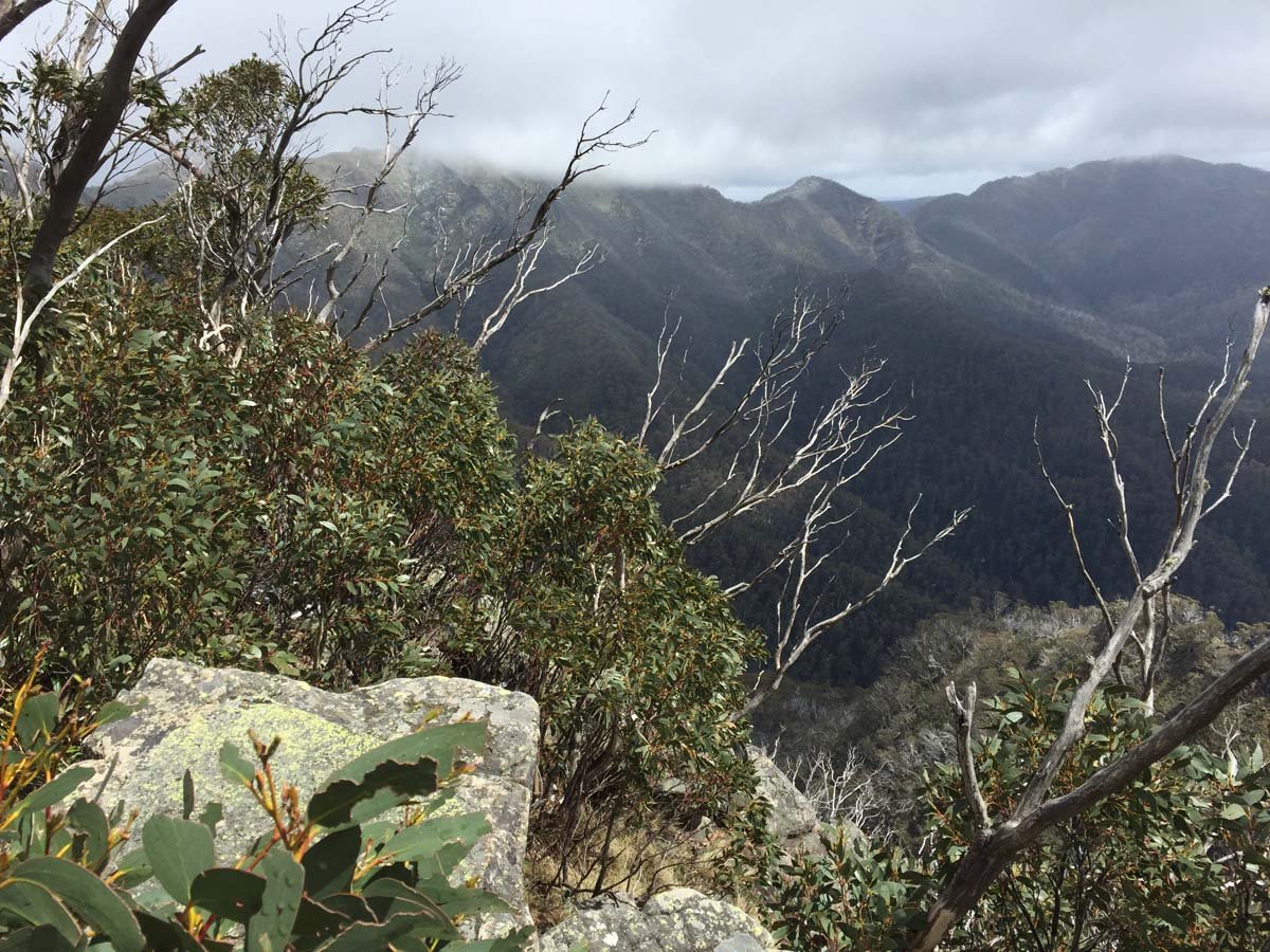 Howitt & the high country hike 45