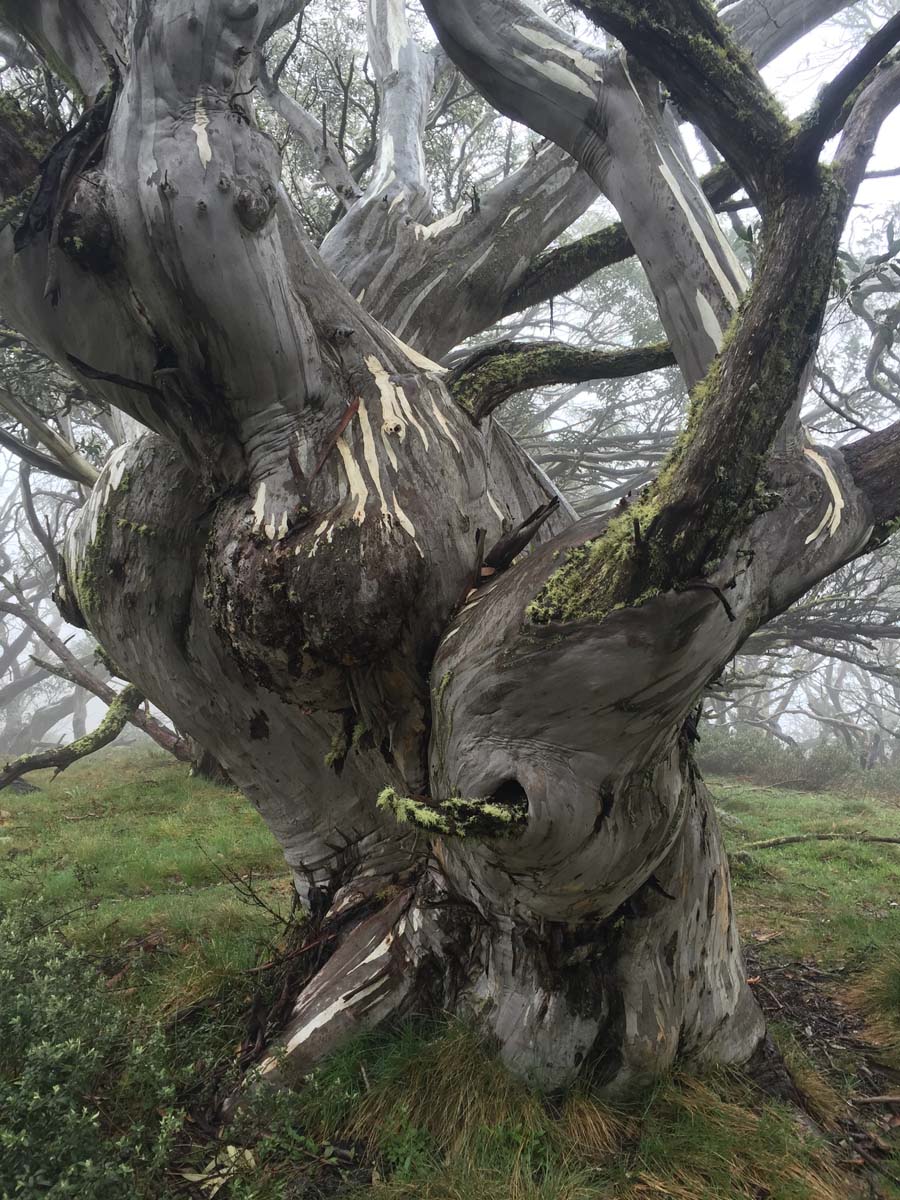 Howitt & the high country hike 5