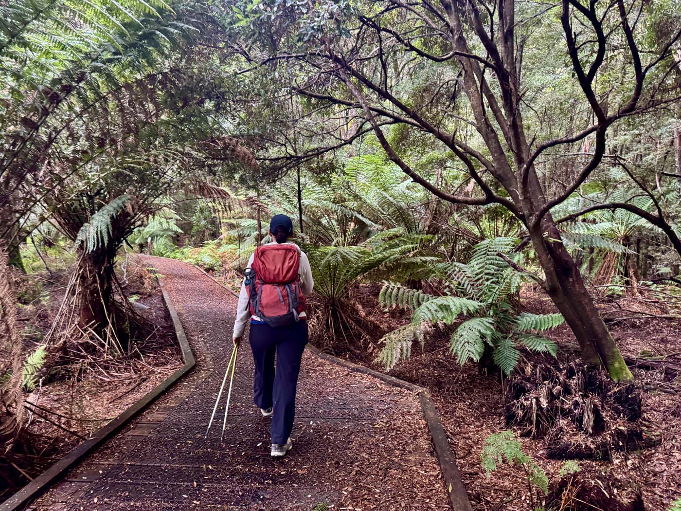 Huon pine walk (2)