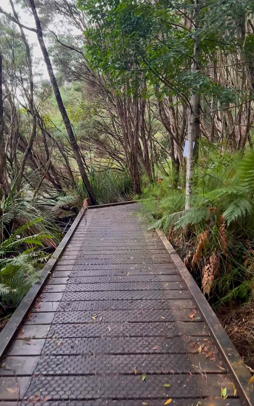 Huon pine walk (4)