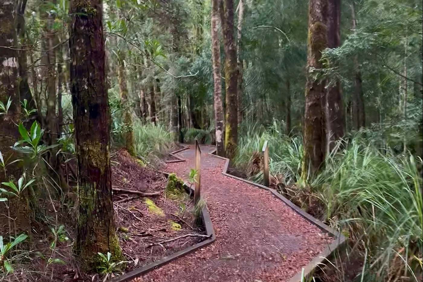 Huon pine walk (5)