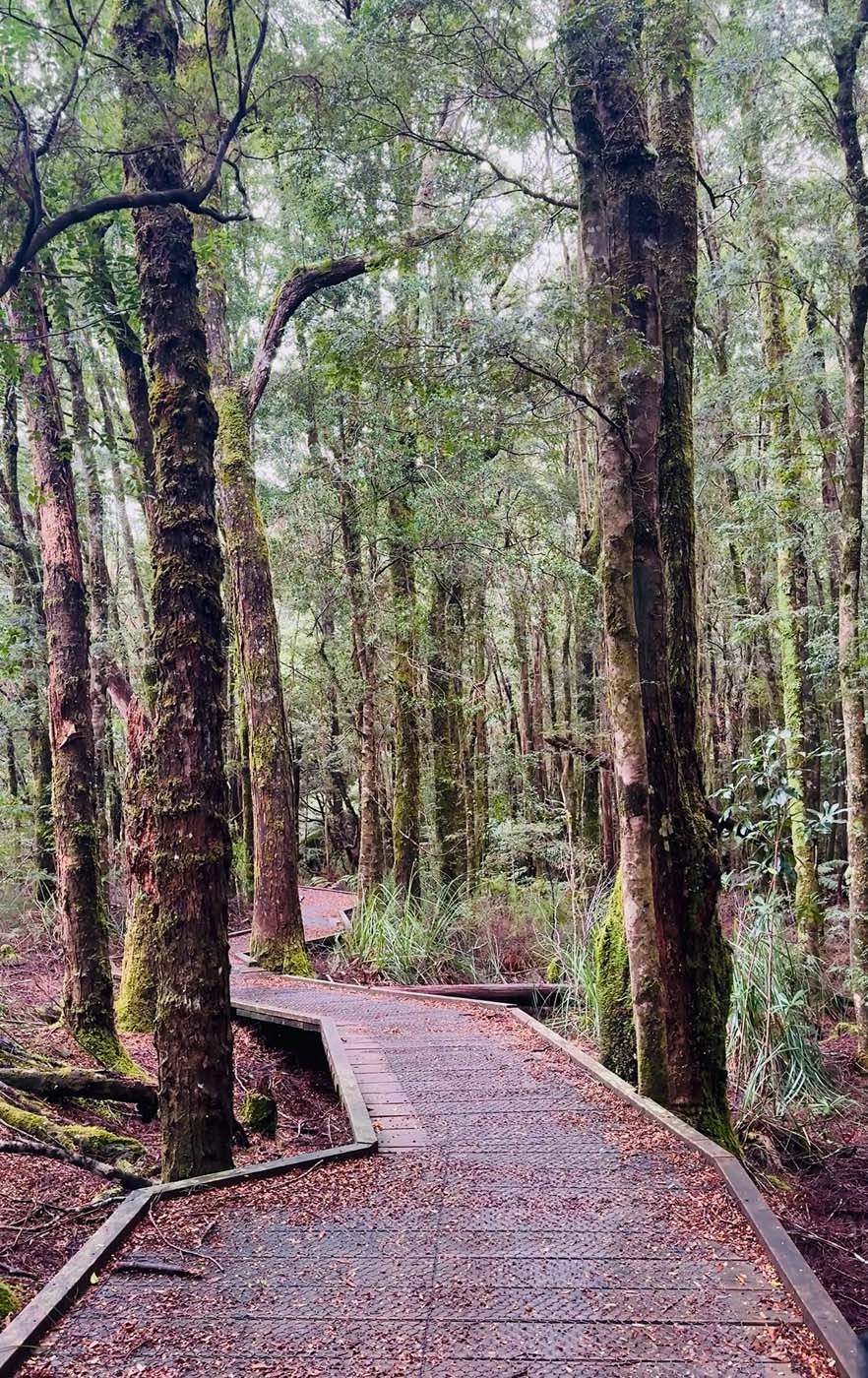 Huon pine walk (6)