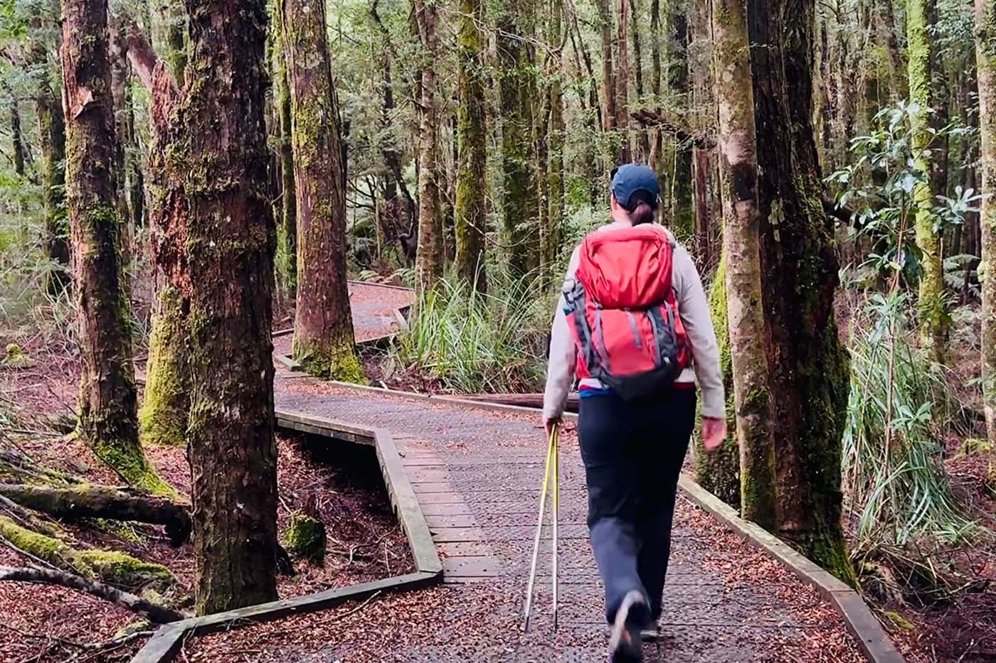 Huon pine walk (7)