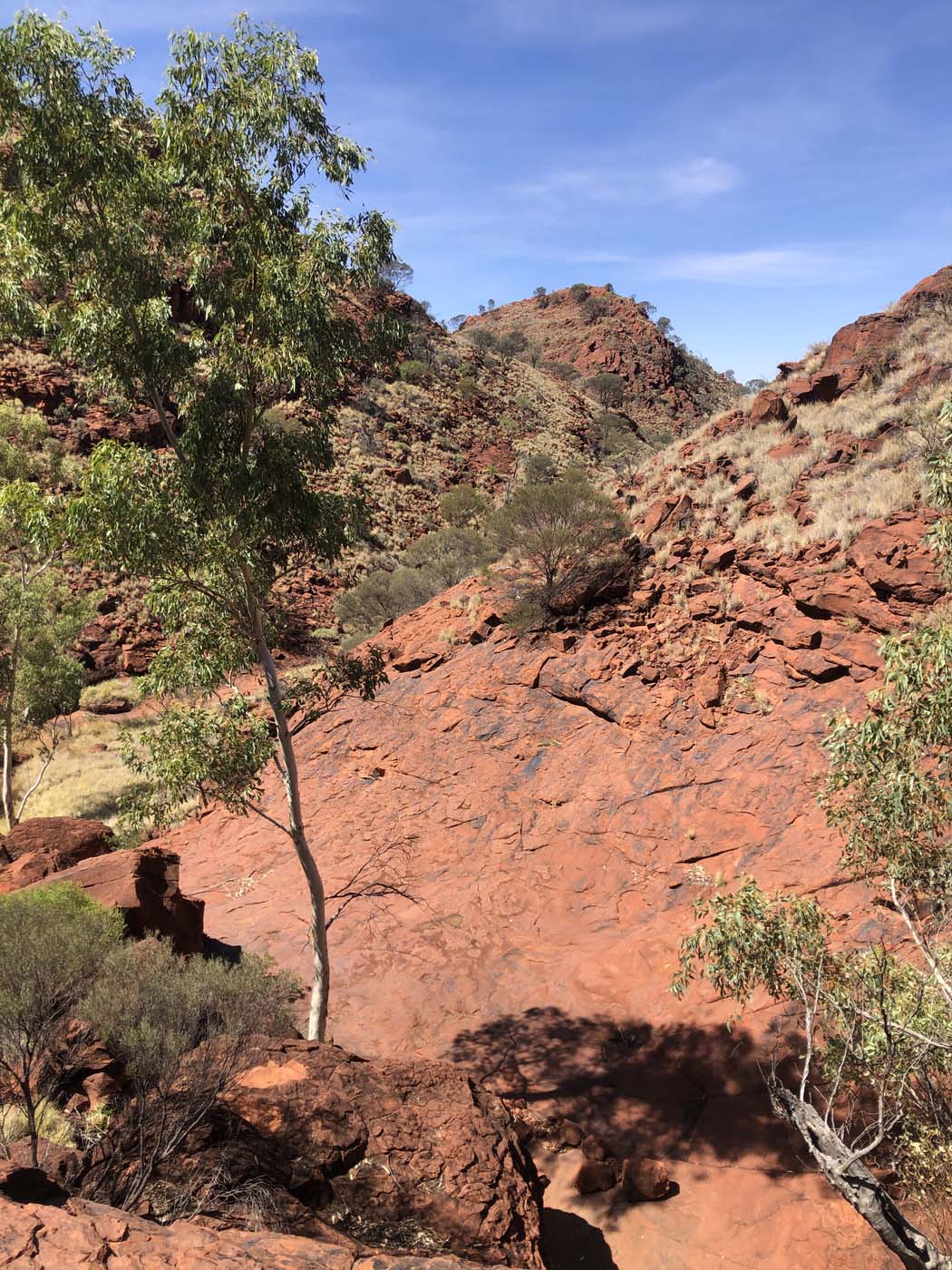 Illamurta springs walk (12)