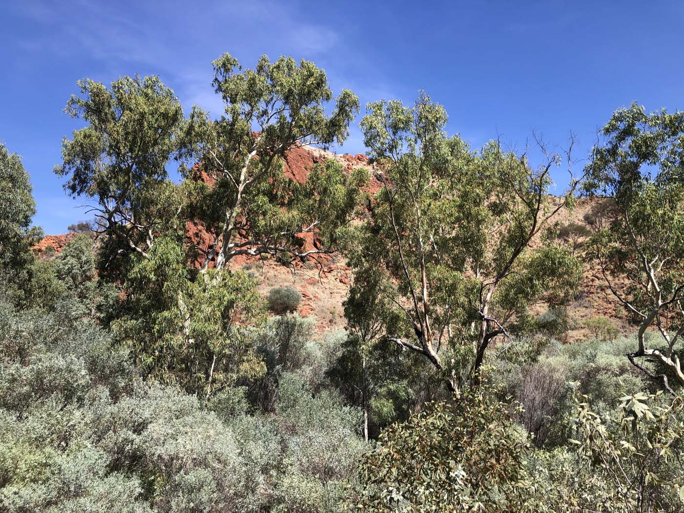 Illamurta springs walk (4)