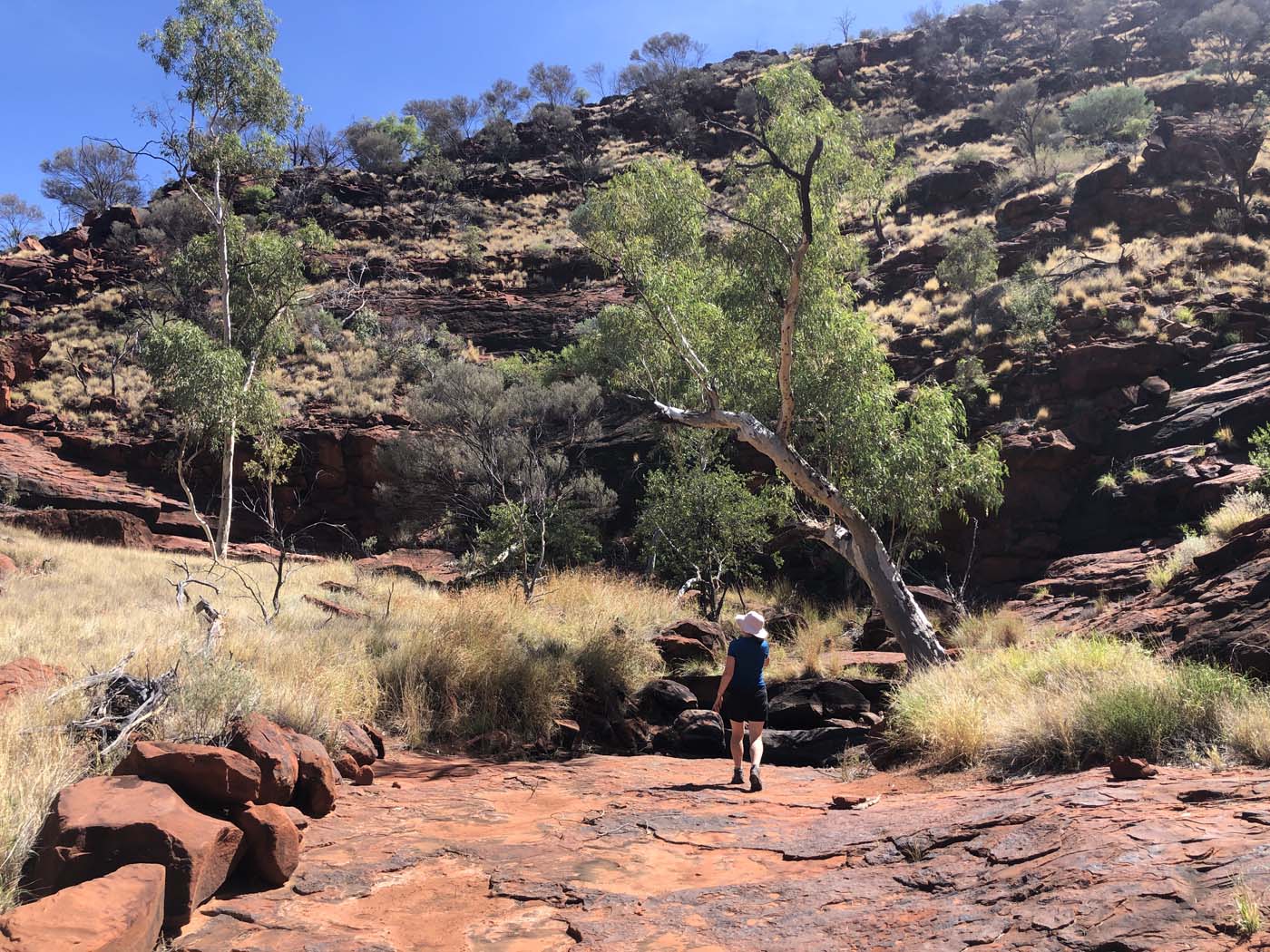 Illamurta springs walk (5)