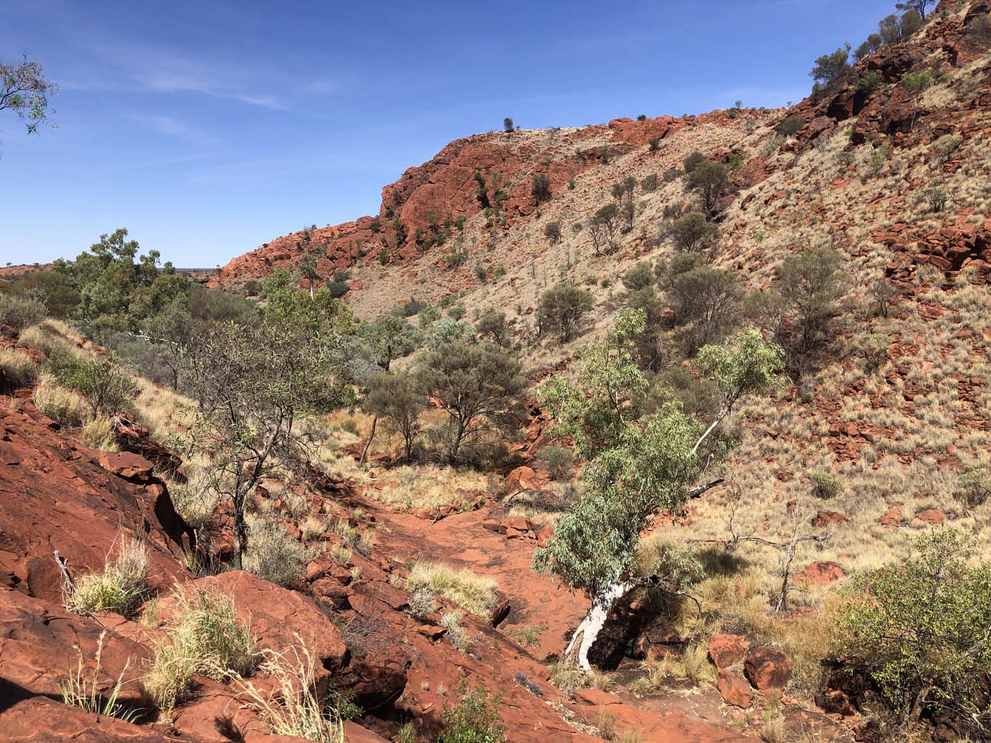 Illamurta springs walk (6)
