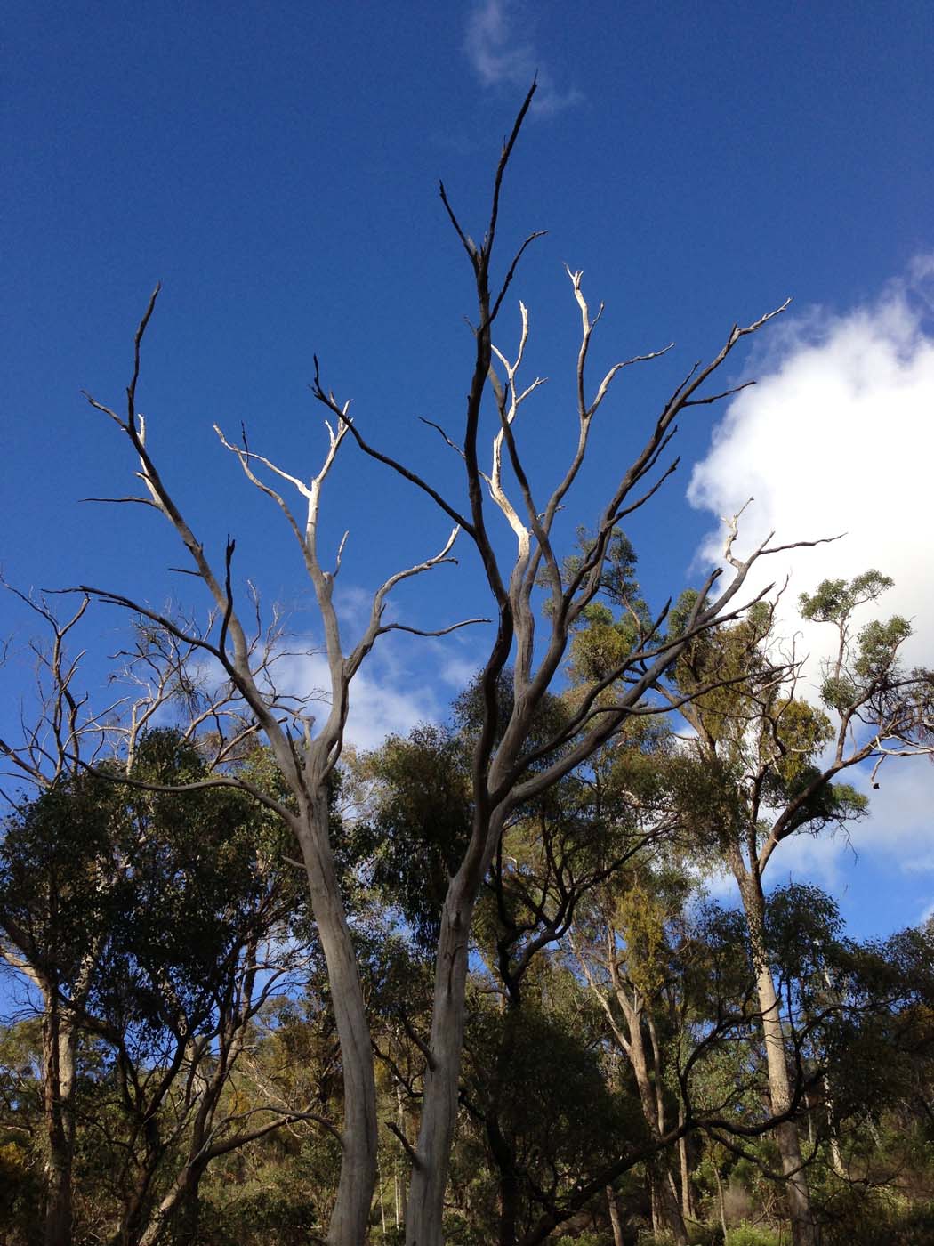 Ingliston gorge sloss gully walk (9)