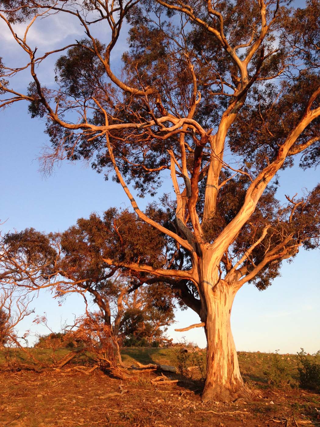 Ingliston granites & falcons circuit hike (6. 4km) (1)