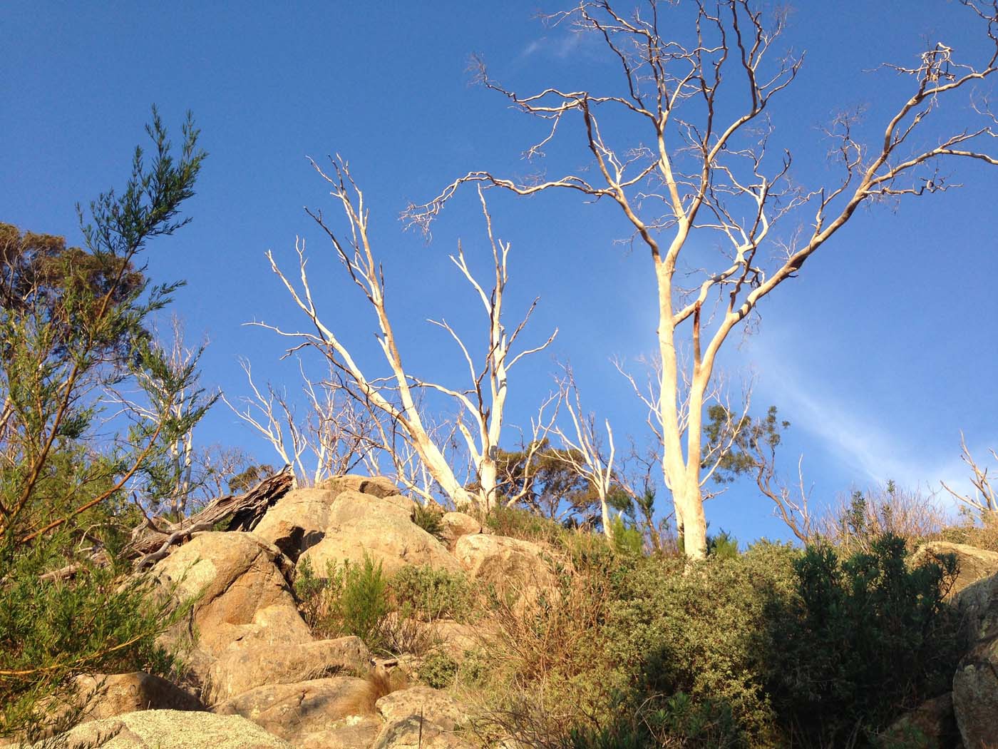 Ingliston granites & falcons circuit hike (6. 4km) (11)