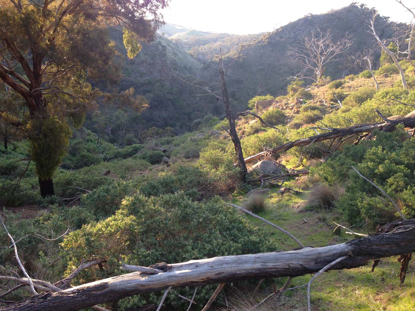 Ingliston granites & falcons circuit hike (6. 4km) (12)