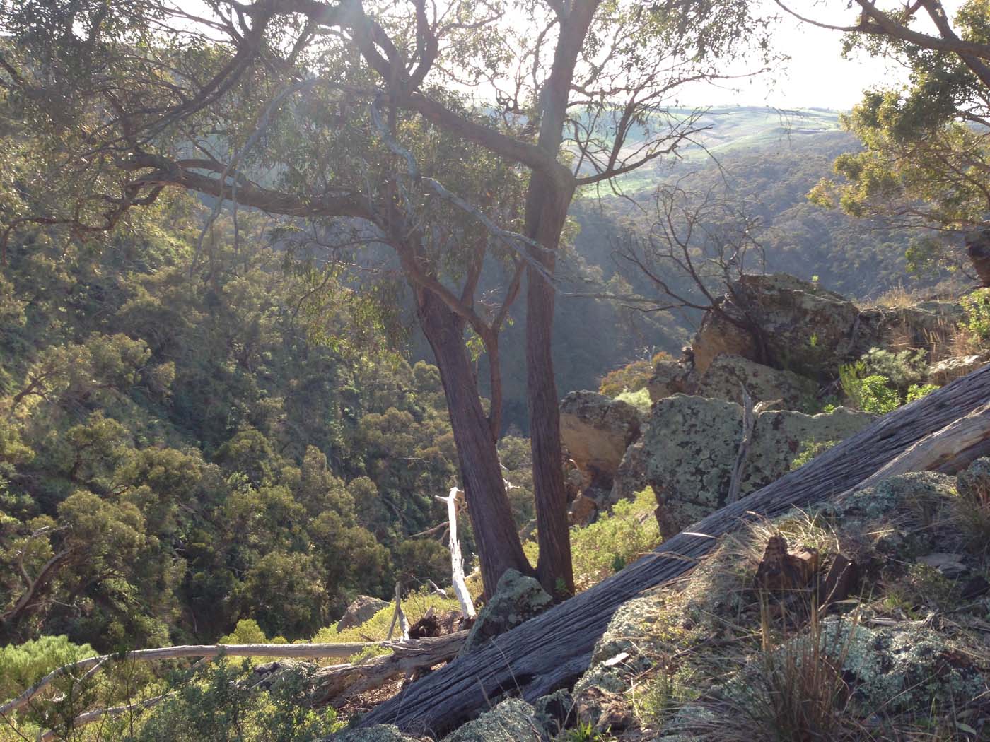 Ingliston granites & falcons circuit hike (6. 4km) (18)