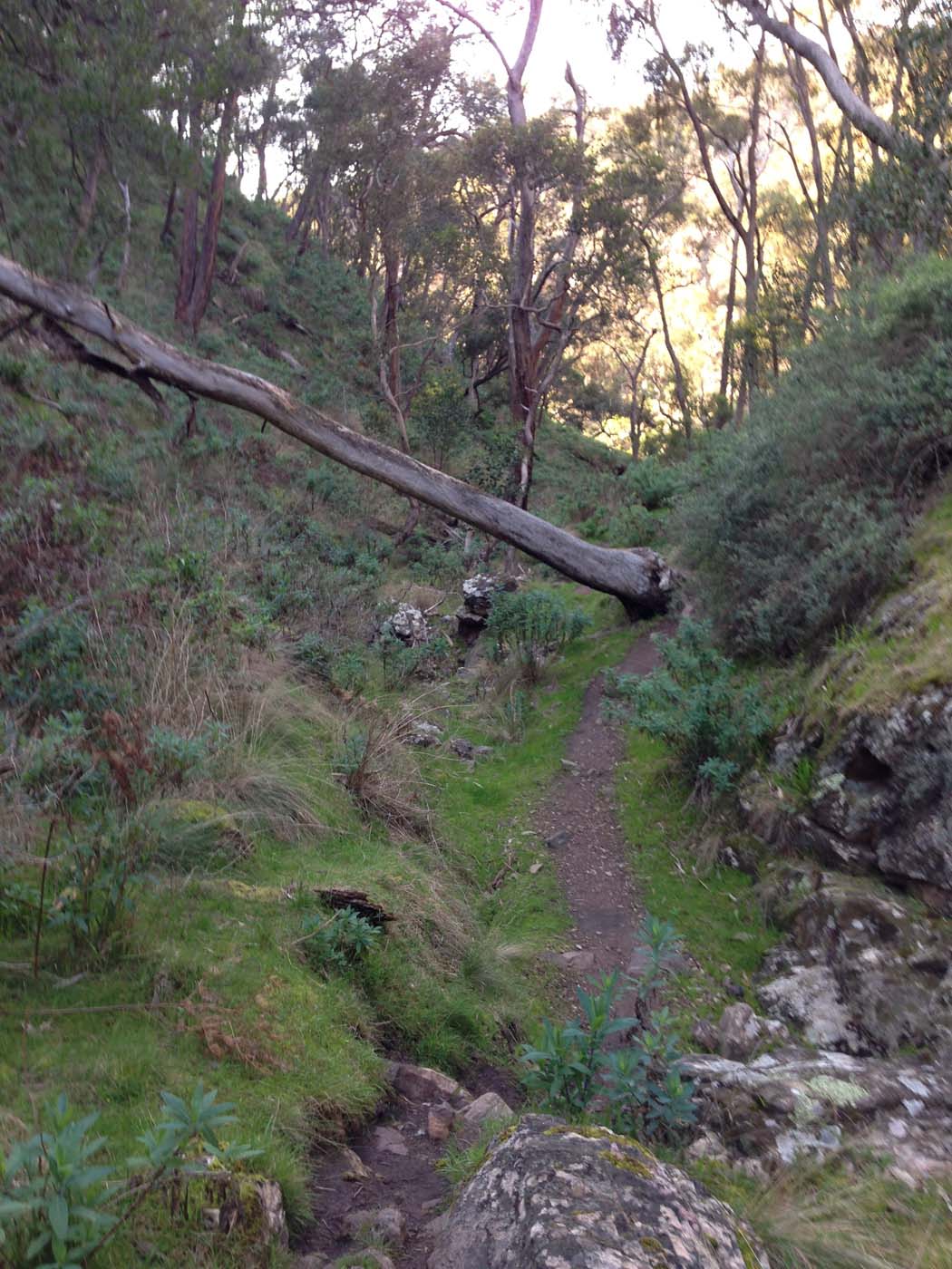 Ingliston granites & falcons circuit hike (6. 4km) (23)