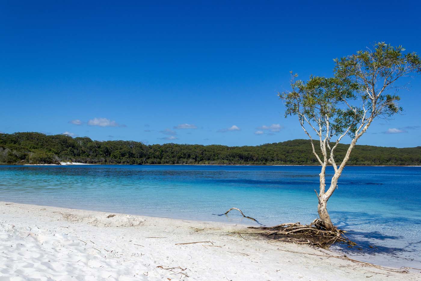 Kgari fraser island great walk (13)
