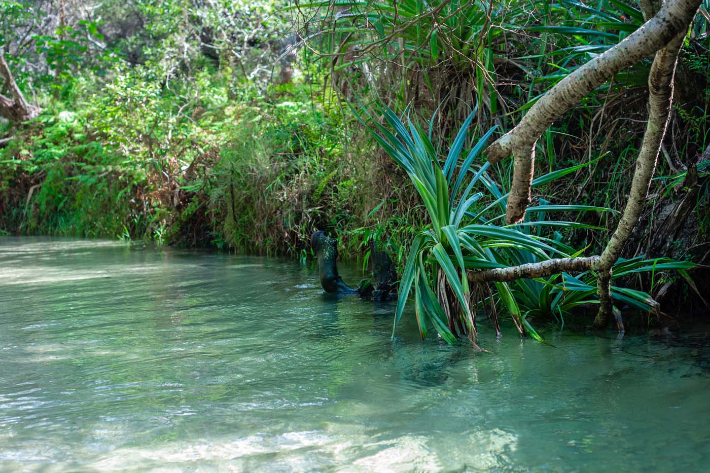 Kgari fraser island great walk (14)