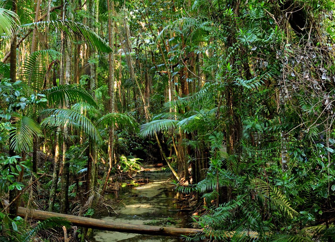 Kgari fraser island great walk (15)