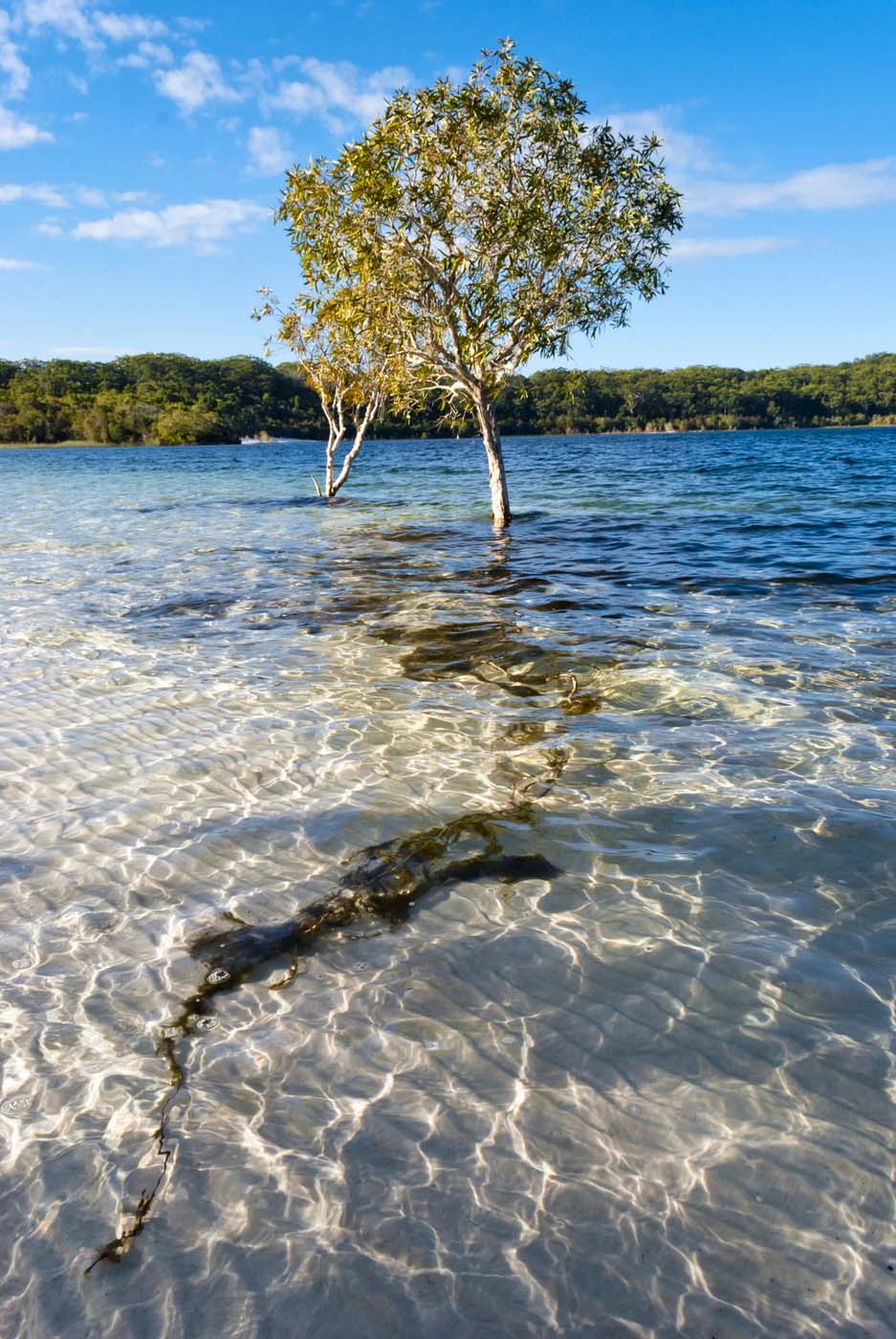 Kgari fraser island great walk (3)