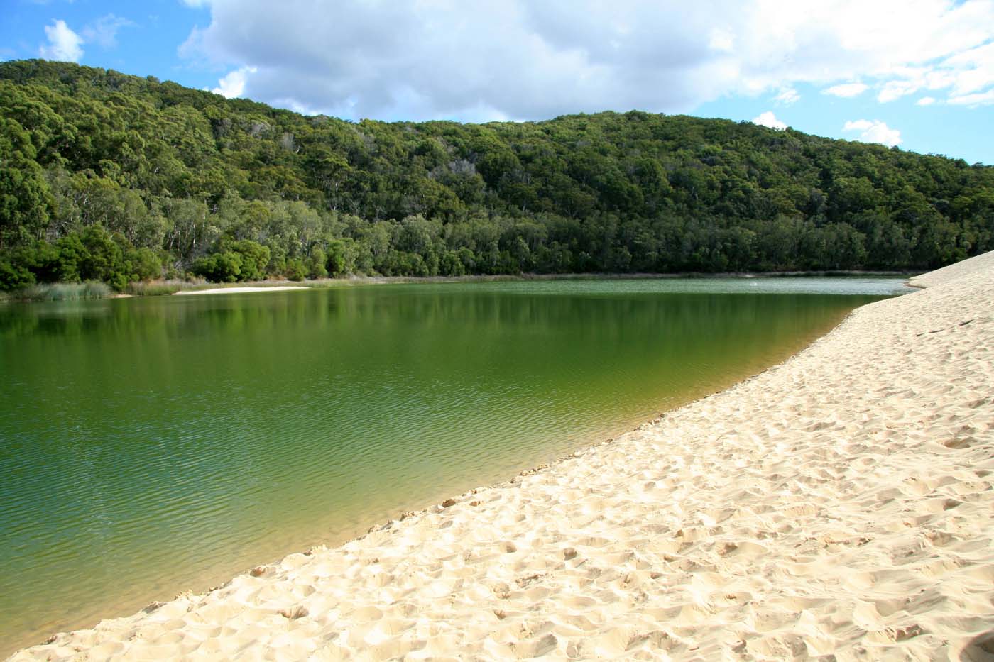 Kgari fraser island great walk (4)