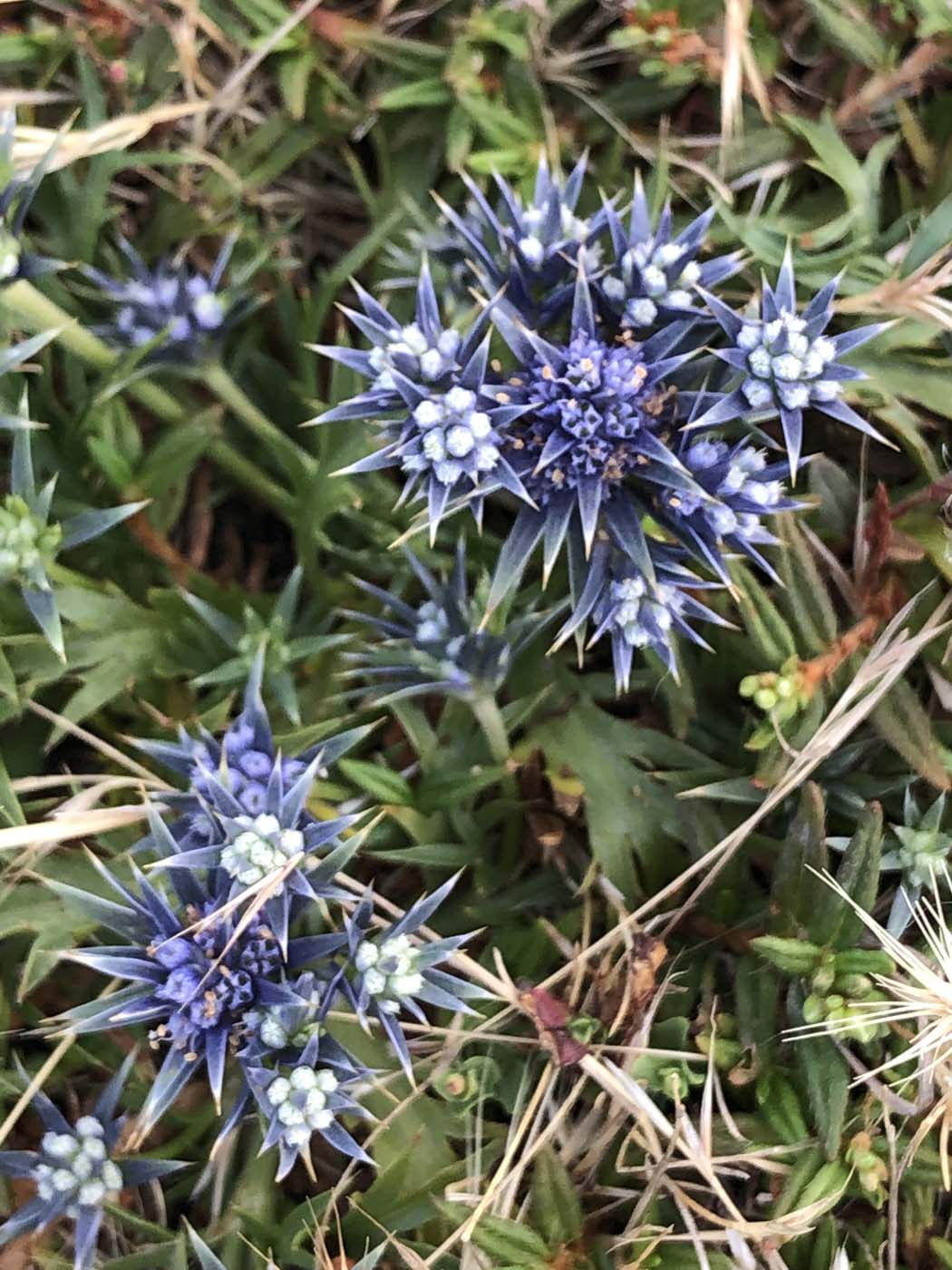 Kiwt day 4 grassdale section (17)