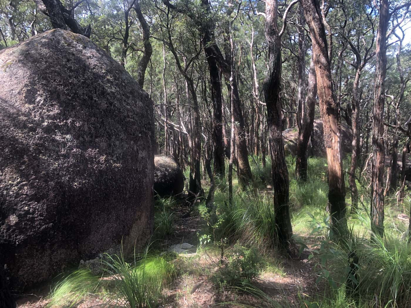 Kahlpahlim ridge trail (13)