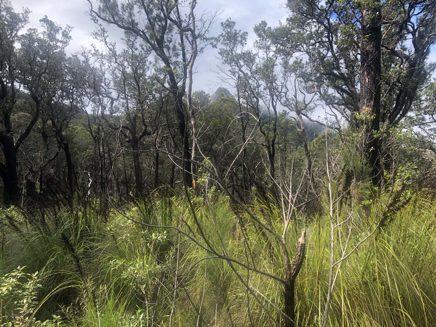 Kahlpahlim ridge trail (15)