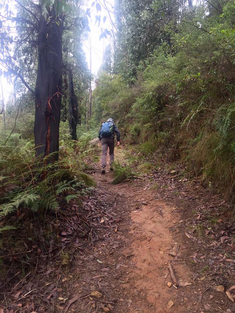 Keppell lookout & steavenson falls hike 11