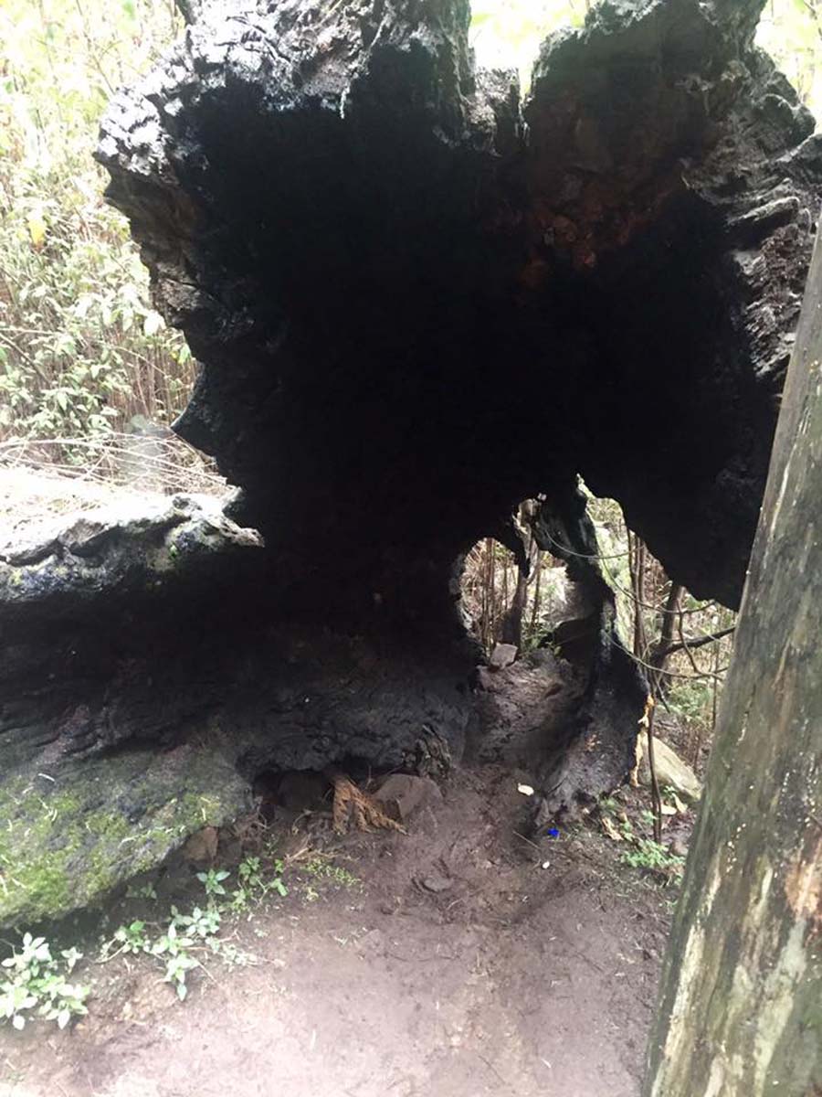 Keppell lookout & steavenson falls hike 16