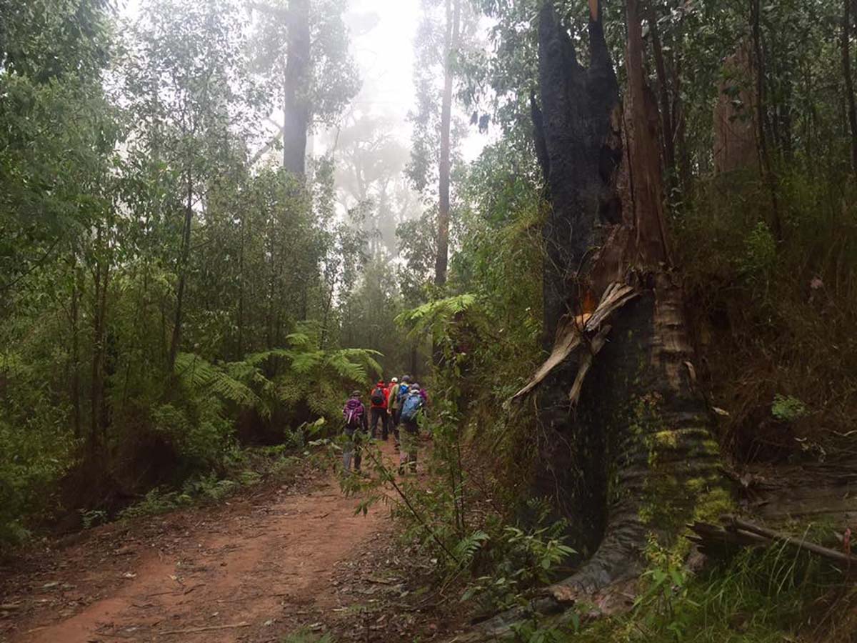 Keppell lookout & steavenson falls hike 18