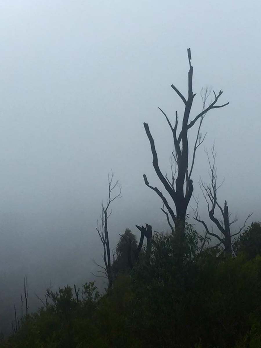 Keppell lookout & steavenson falls hike 19
