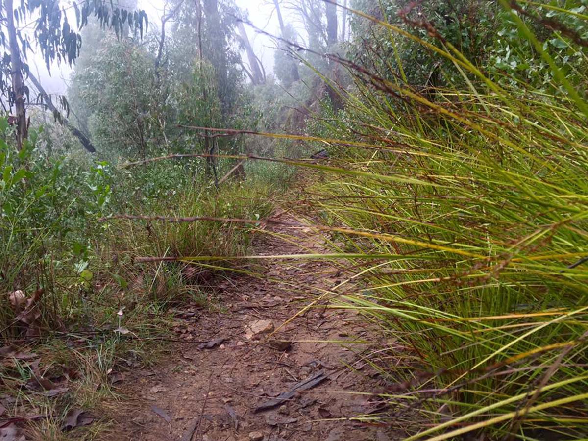 Keppell lookout & steavenson falls hike 4